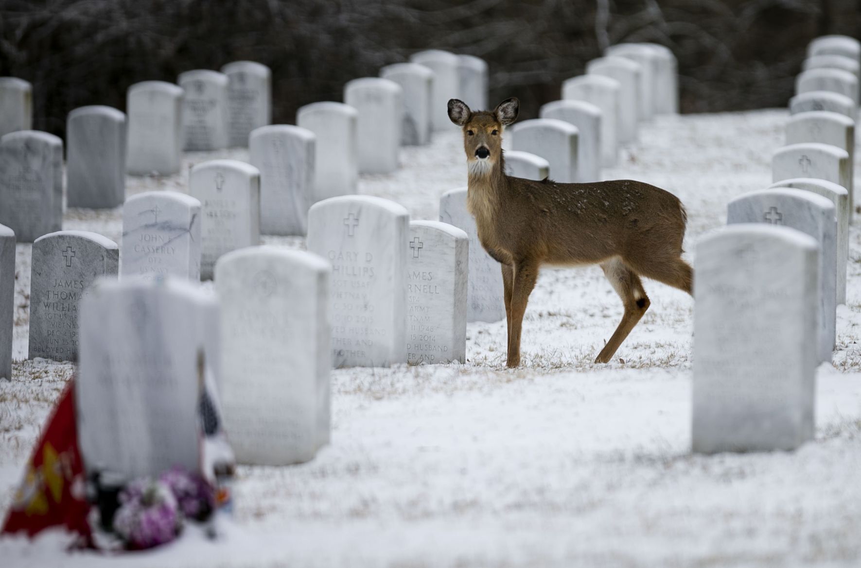 Serene winter scene in Jefferson Barracks National Cemetery